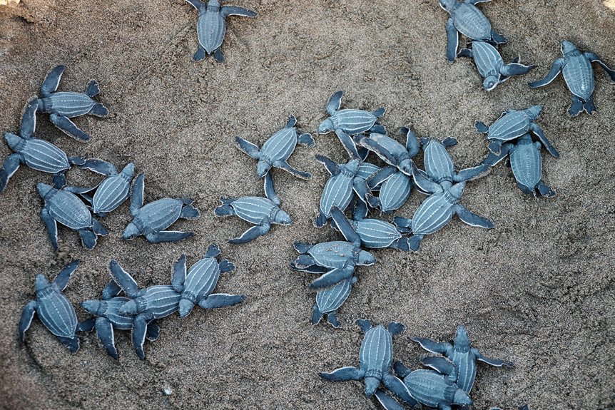 Sea Turtle Nesting Season: What Visitors Need to Know